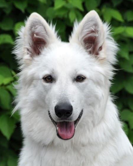 White shepherd dog